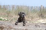 CANE CORSO 212